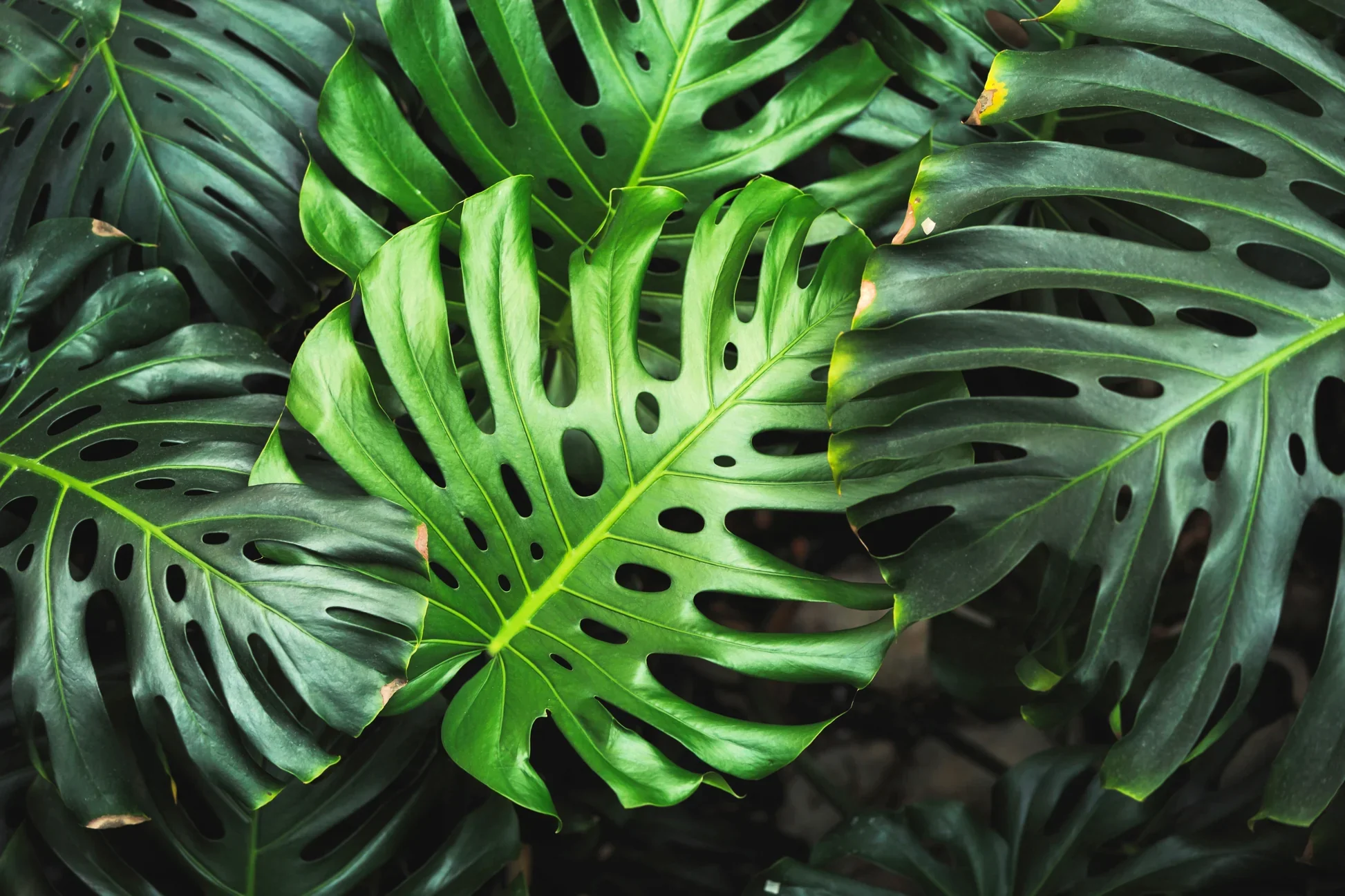 Split Leaf Philodendron Vine Seeds – Organic Tropical Foliage Variety for Home & Garden - Image 5