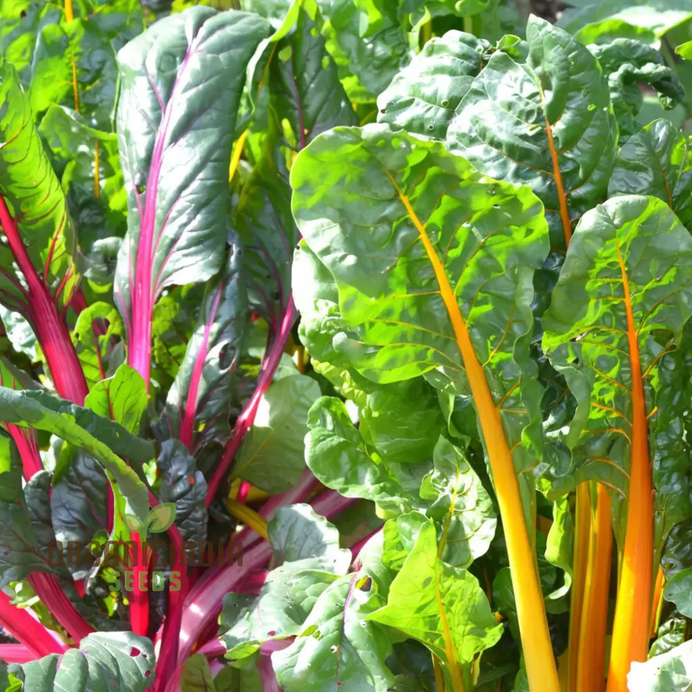 Organic Swiss Chard Rainbow Mix - Fresh, Colorful, and Nutritious Greens
