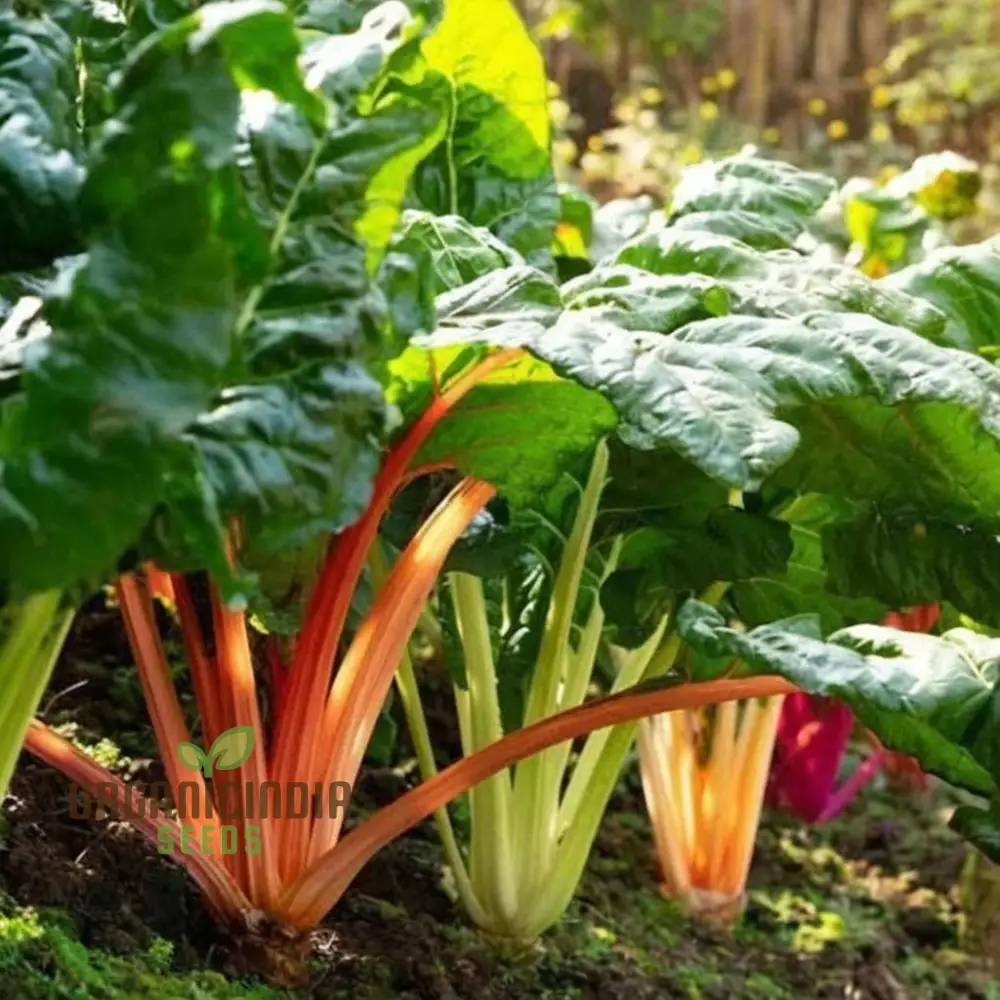 Organic Swiss Chard Rainbow Mix - Fresh, Colorful, and Nutritious Greens - Image 3