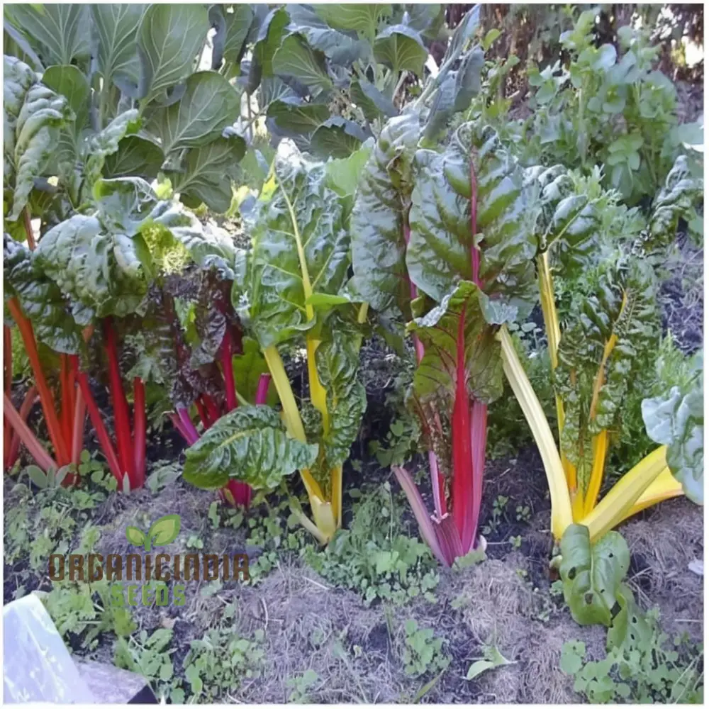 Organic Swiss Chard Rainbow Mix - Fresh, Colorful, and Nutritious Greens - Image 4