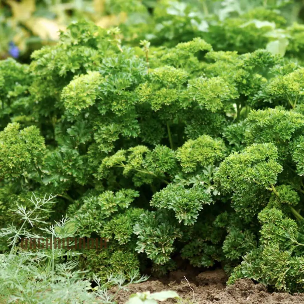 Organic Triple Curled Parsley Seeds – Lush, Fresh Culinary Herb for Home Gardens - Image 3