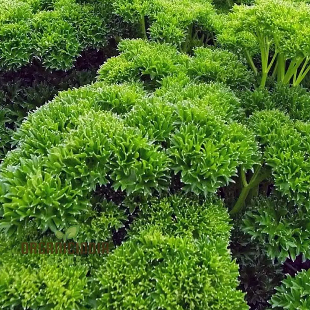 Organic Triple Curled Parsley Seeds – Lush, Fresh Culinary Herb for Home Gardens - Image 4