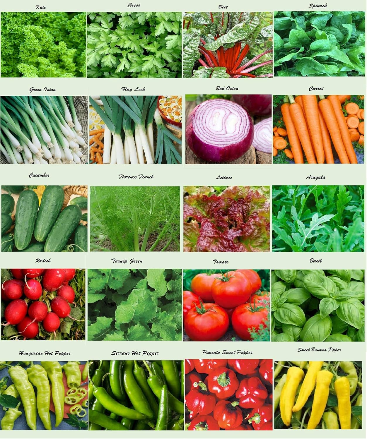 Organic Vegetable Seeds Combo - 10 Varieties, For Gardening Enthusiasts - Image 3
