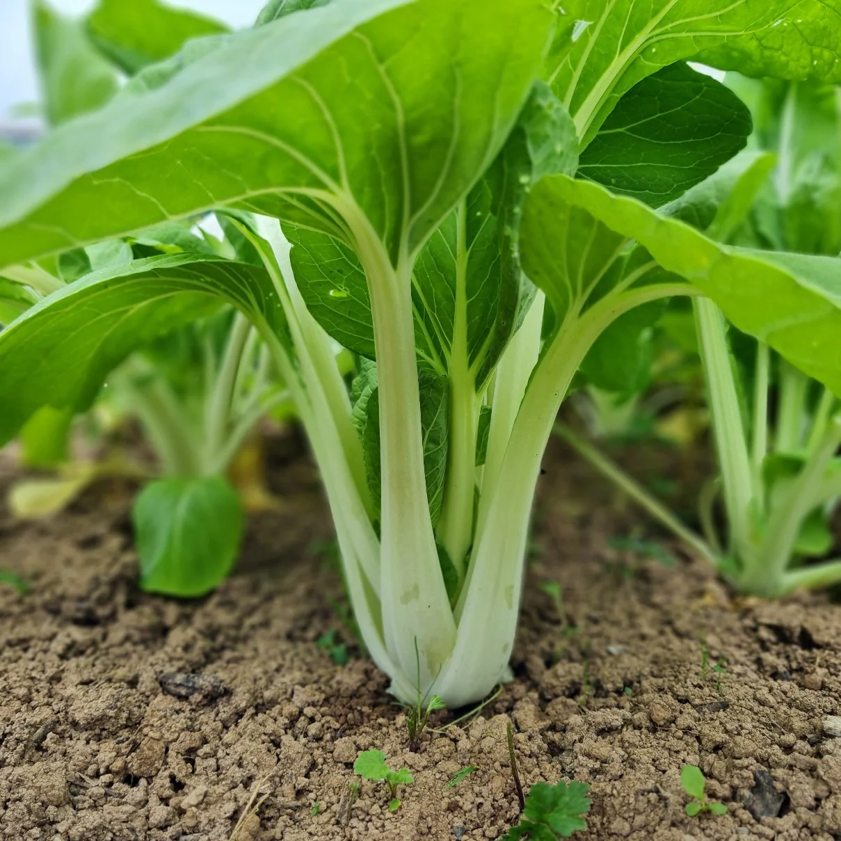 Organic White Pak Choi Seeds for Your Gardening Needs | Buy Seeds Online