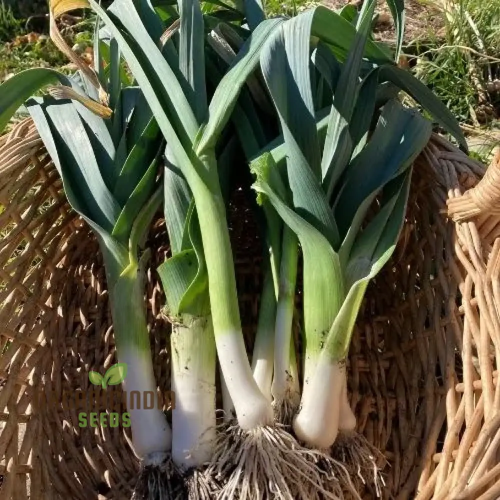 Oriental Allium Adventure, Chinese Leek Seeds for Home Gardening Joy - Image 3