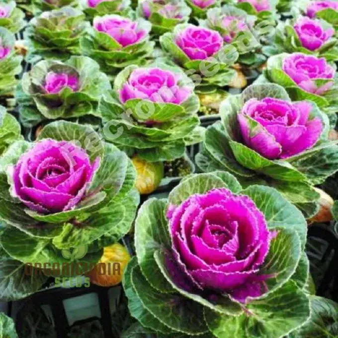 Ornamental Cabbage Seeds, Elevate Your Garden's Beauty Plant for a Burst of Vibrant Colors and Elegance - Image 4