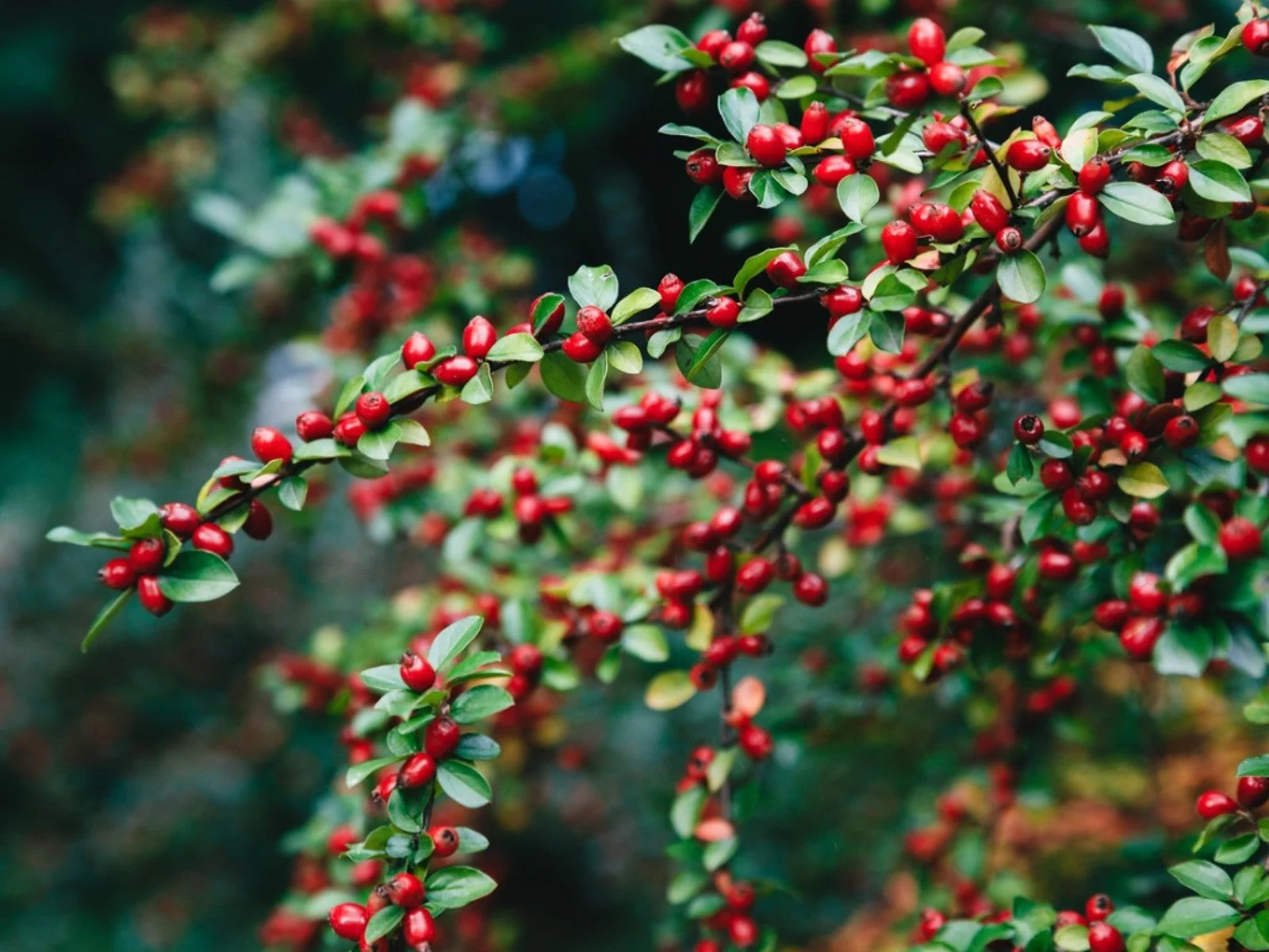 Glossy Leaf Evergreen Tree Seeds – Ornamental Tree with Bright Berries