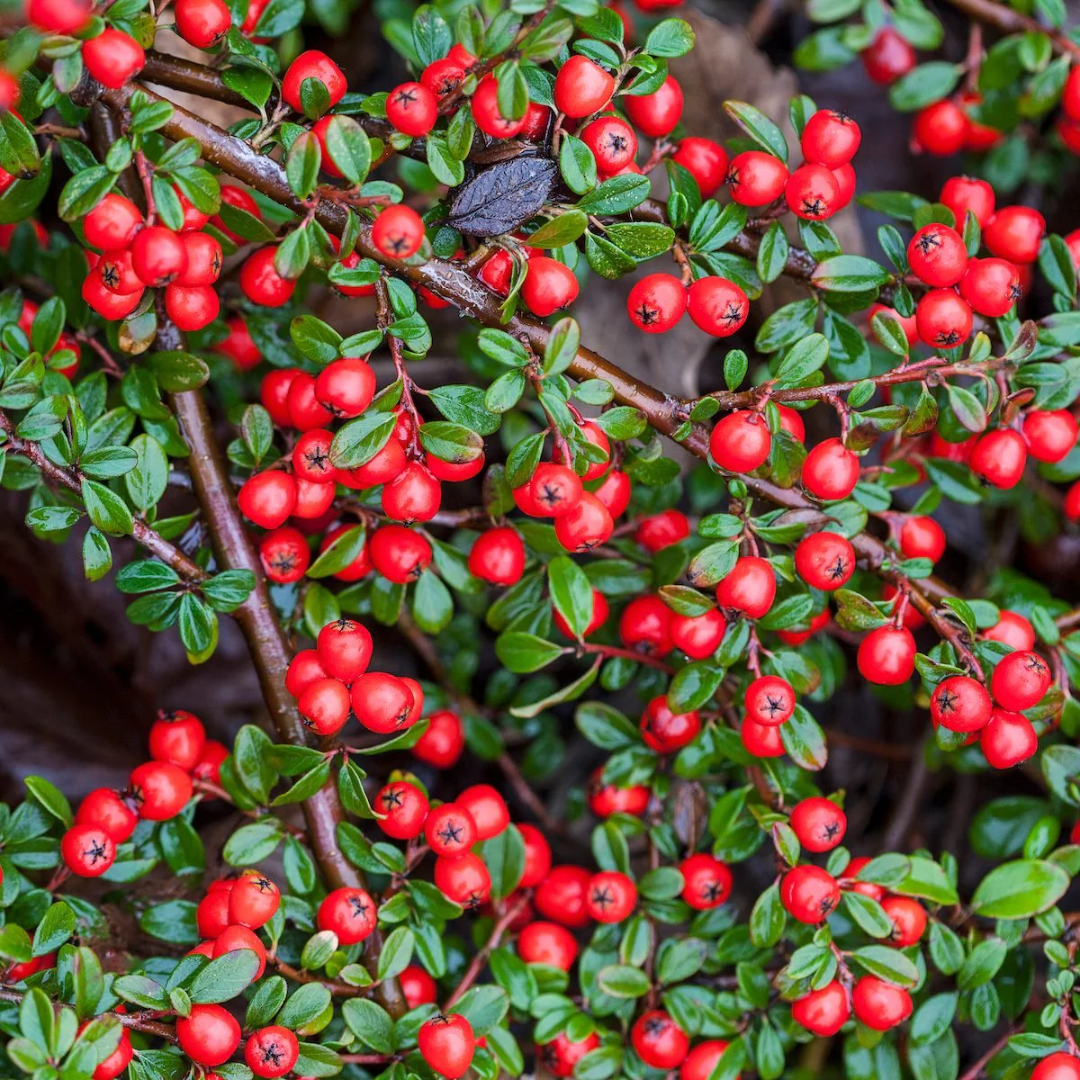 Glossy Leaf Evergreen Tree Seeds – Ornamental Tree with Bright Berries - Image 2