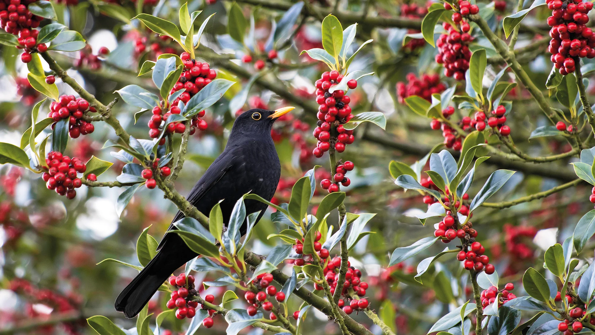 Glossy Leaf Evergreen Tree Seeds – Ornamental Tree with Bright Berries - Image 3