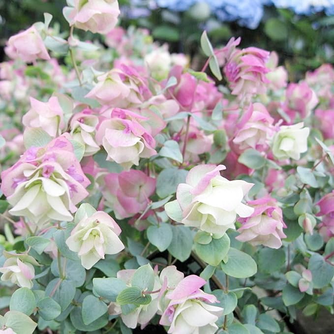 Ornamental Oregano Seeds for Gardens & Landscapes, Low-Maintenance Ground Cover & Pollinator Attractant – 50Pcs - Image 3