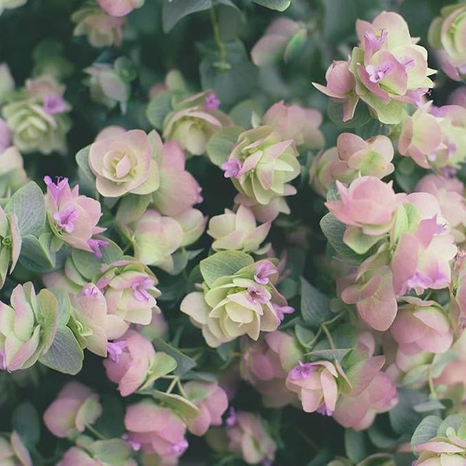 Ornamental Oregano Seeds for Gardens & Landscapes, Low-Maintenance Ground Cover & Pollinator Attractant – 50Pcs - Image 4