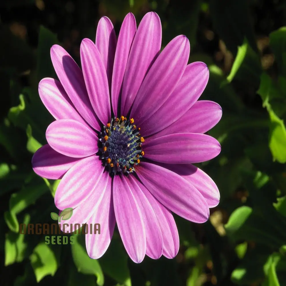 Osteospermum Mixed Flowers Seeds - Colorful Ground Cover for Your Gardening & Planting - Image 3