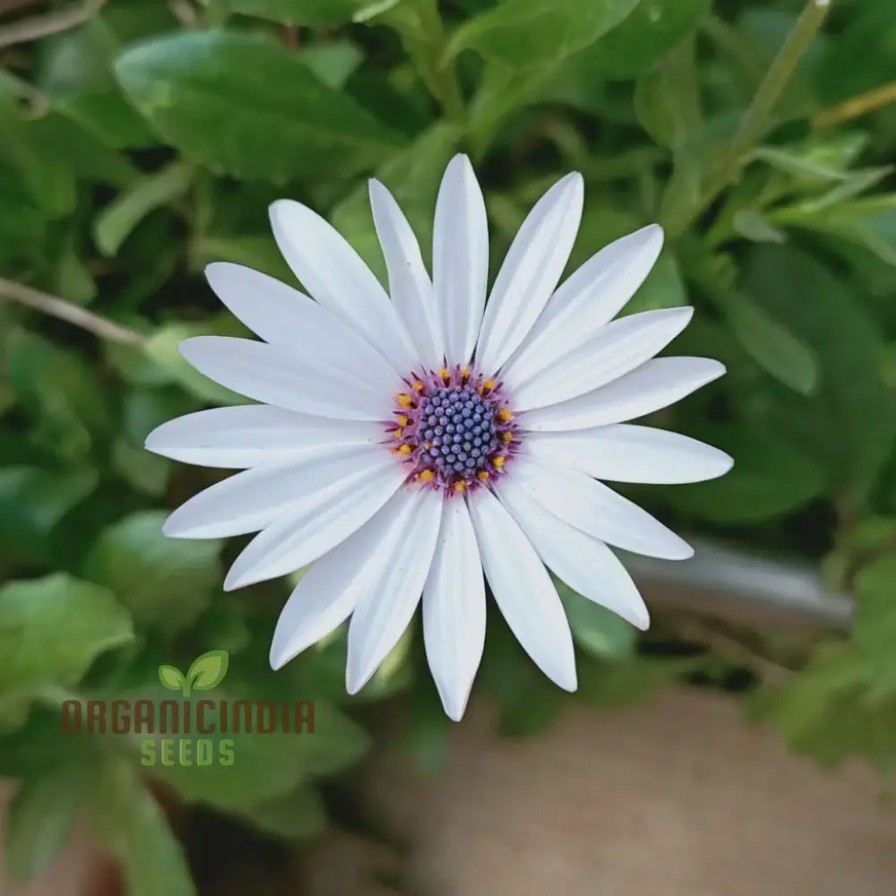 Osteospermum Mixed Flowers Seeds - Colorful Ground Cover for Your Gardening & Planting - Image 4