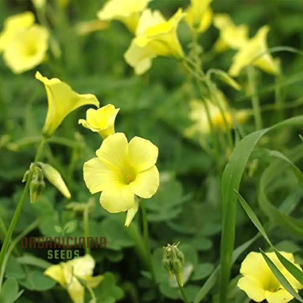 Oxalis Wood Sorrel Seeds – Low Growing Garden Flower