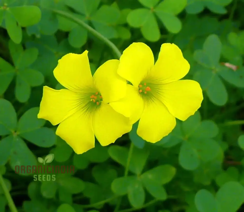 Oxalis Wood Sorrel Seeds – Low Growing Garden Flower - Image 3