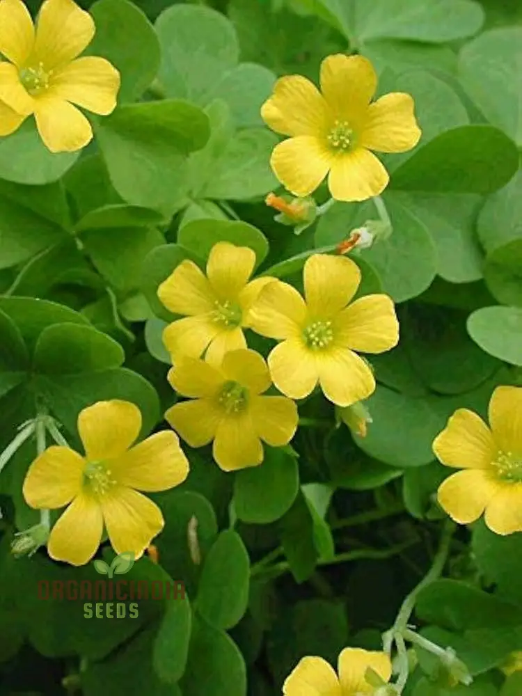 Oxalis Wood Sorrel Seeds – Low Growing Garden Flower - Image 4