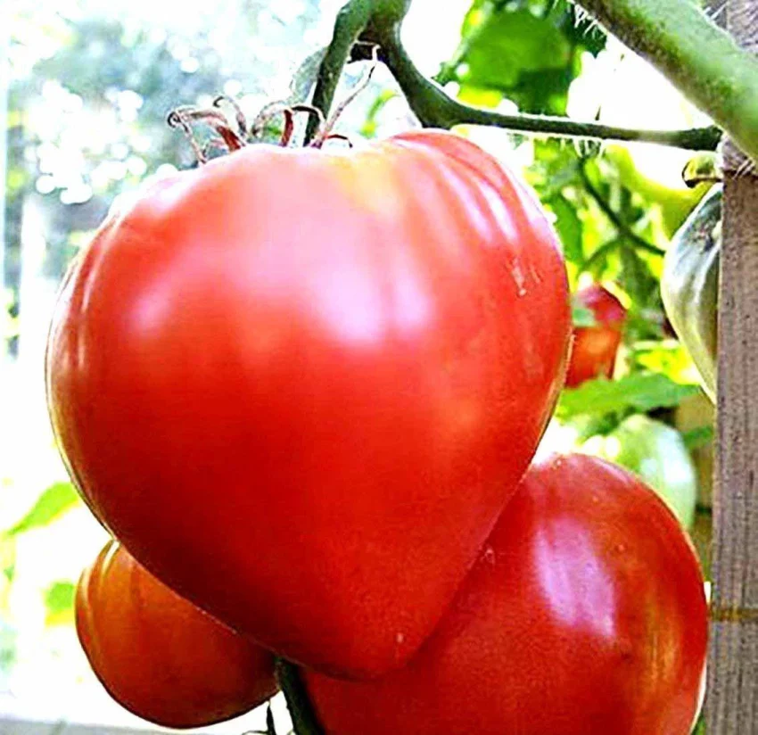 Oxheart Tomato Seeds – Heirloom, Large & Juicy Variety for Home Gardens