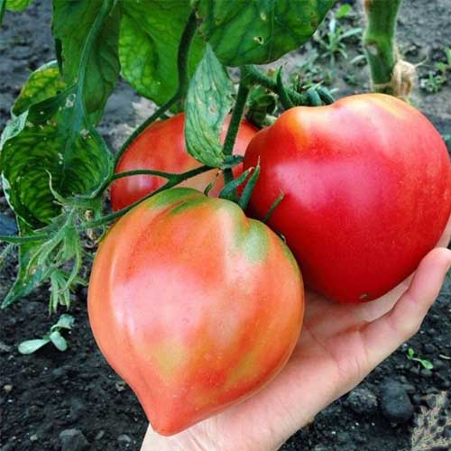 Oxheart Tomato Seeds – Heirloom, Large & Juicy Variety for Home Gardens - Image 2