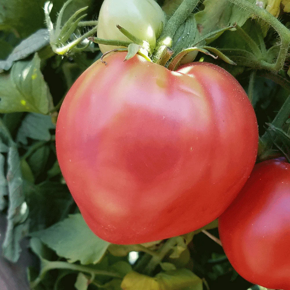 Oxheart Tomato Seeds – Heirloom, Large & Juicy Variety for Home Gardens - Image 3