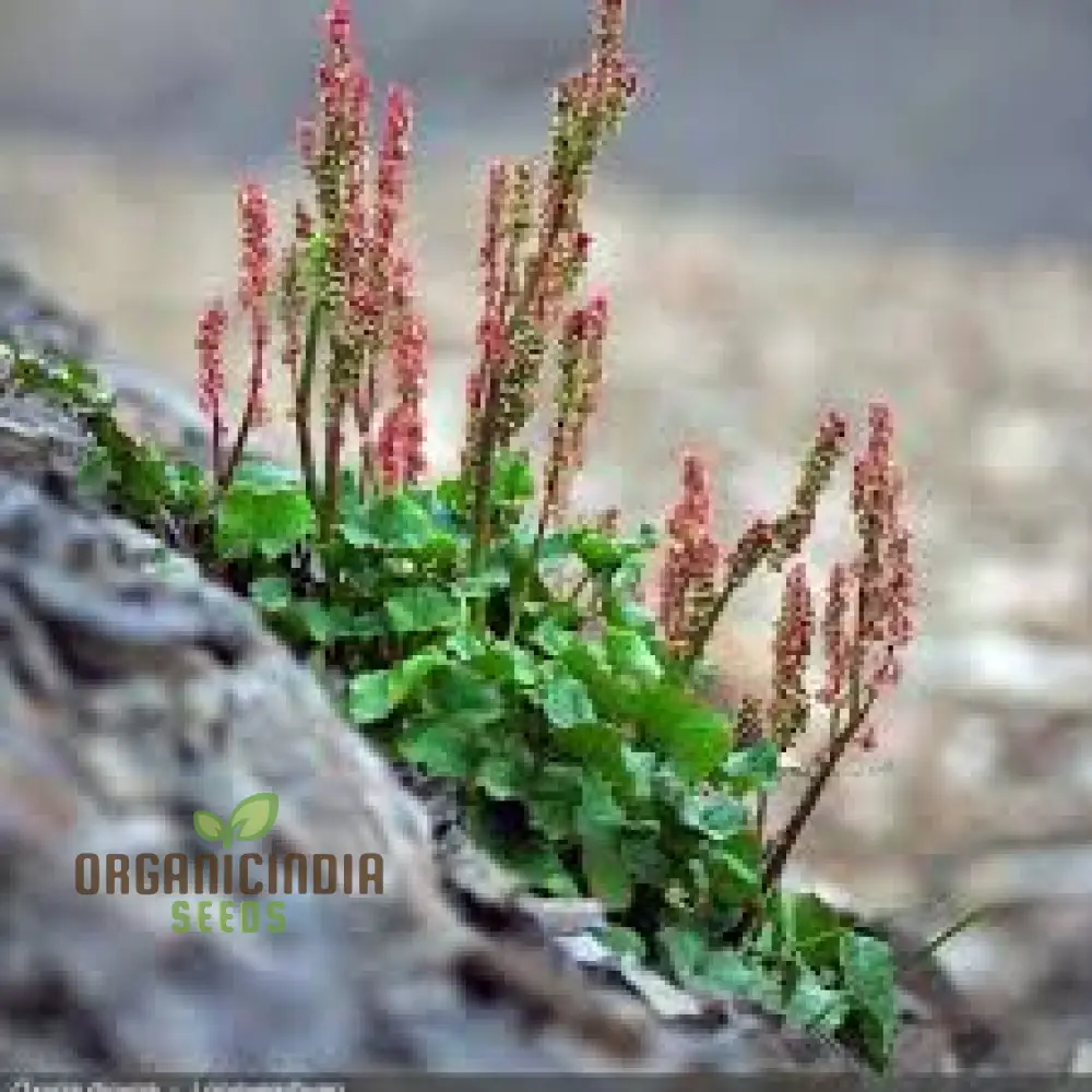 Oxyria Dignya Seeds for Gardening Enthusiasts - Hardy Perennial Seeds
