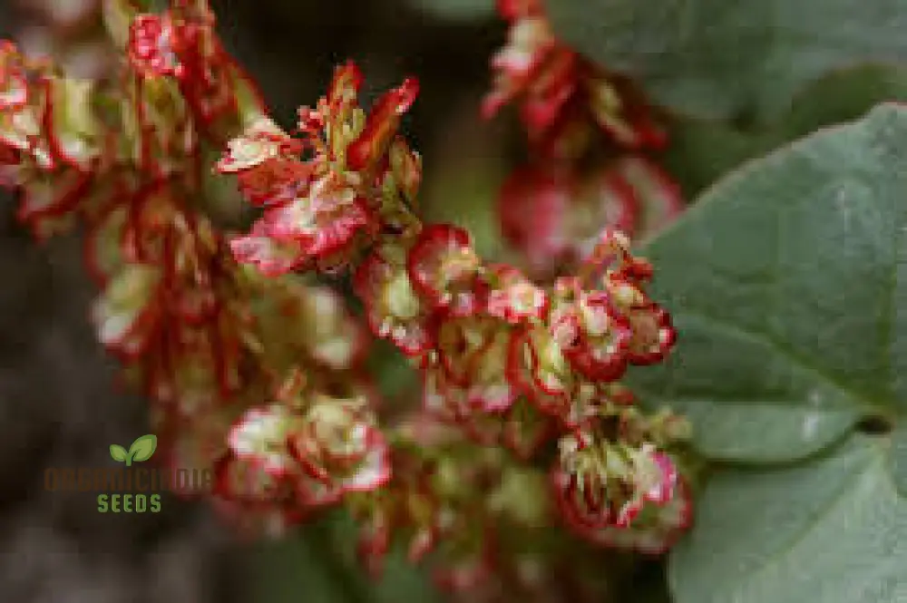 Oxyria Dignya Seeds for Gardening Enthusiasts - Hardy Perennial Seeds - Image 4