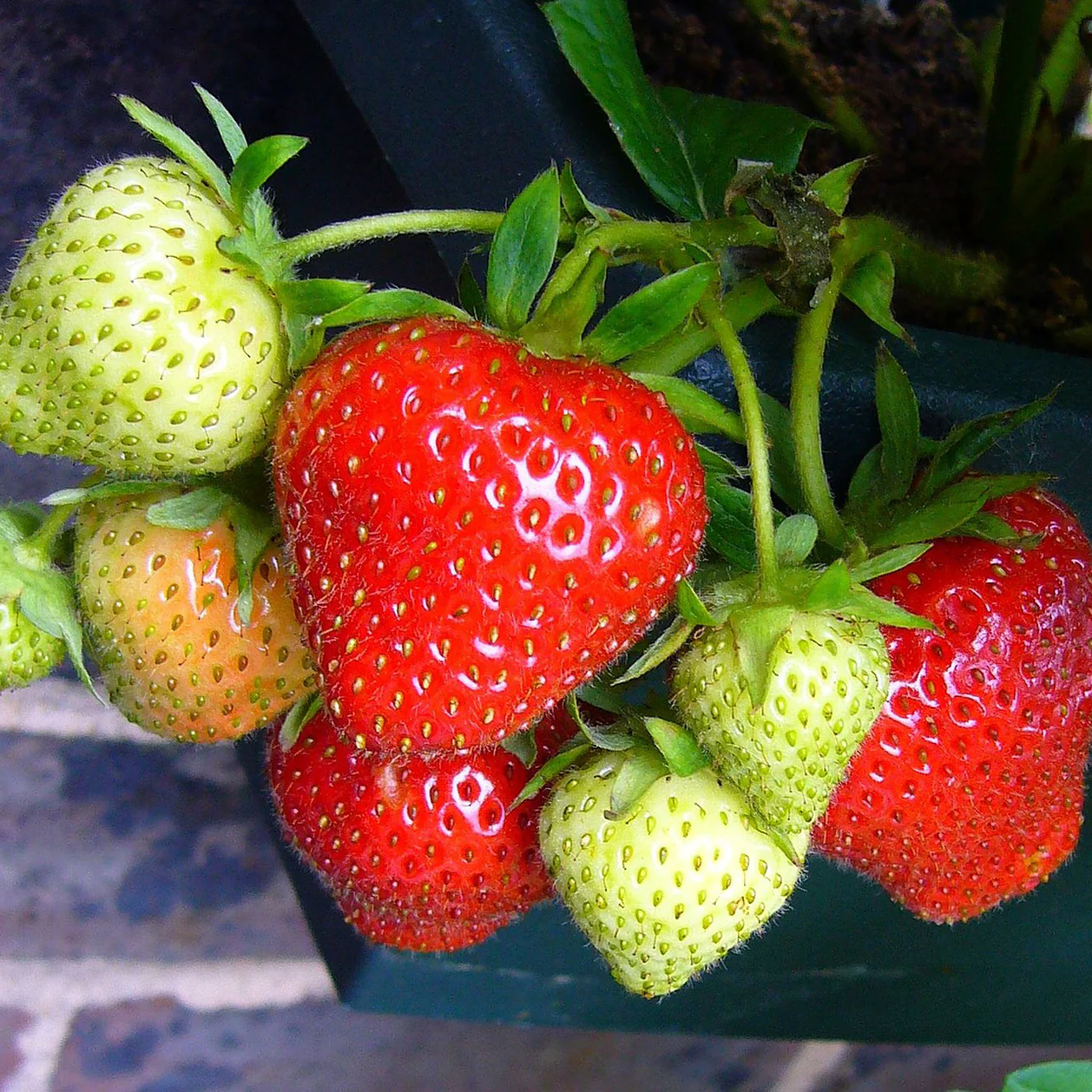 Ozark Beauty Strawberry Seeds for Planting – Everbearing, Sweet & Juicy Berries