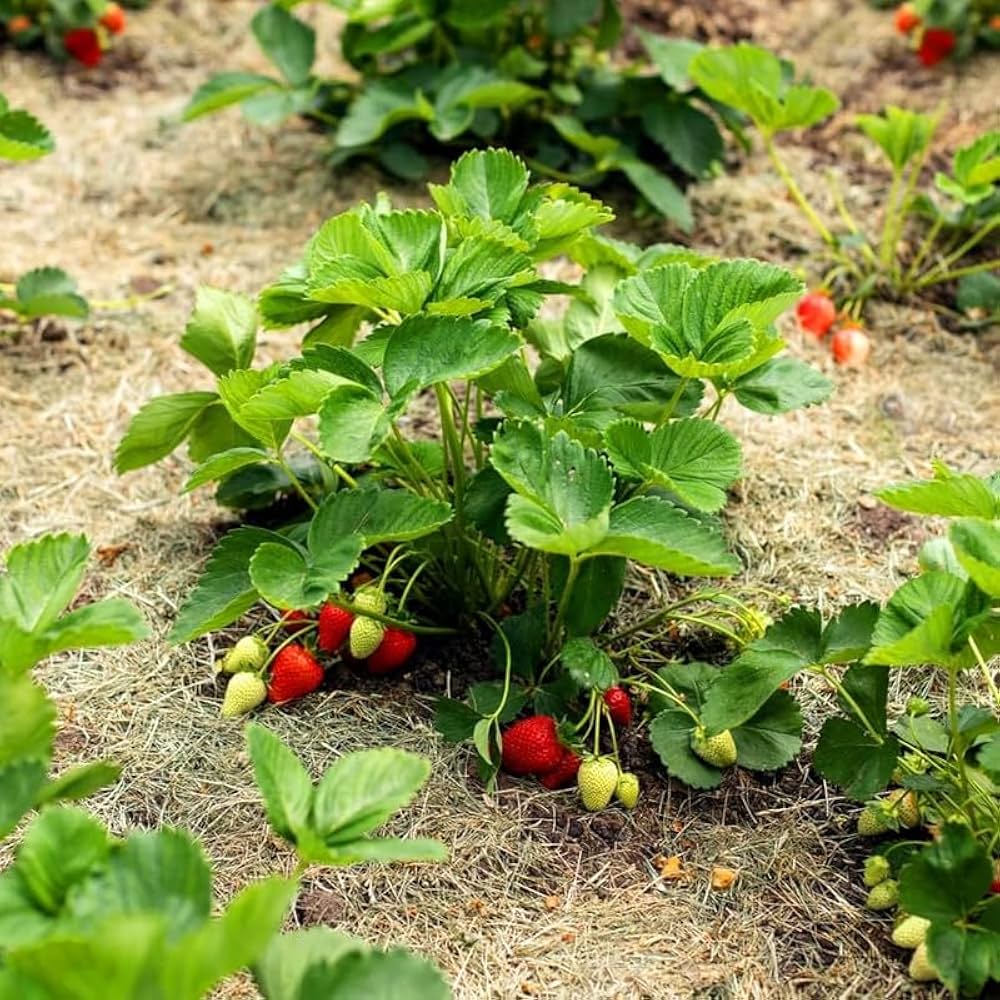 Ozark Beauty Strawberry Seeds for Planting – Everbearing, Sweet & Juicy Berries - Image 2