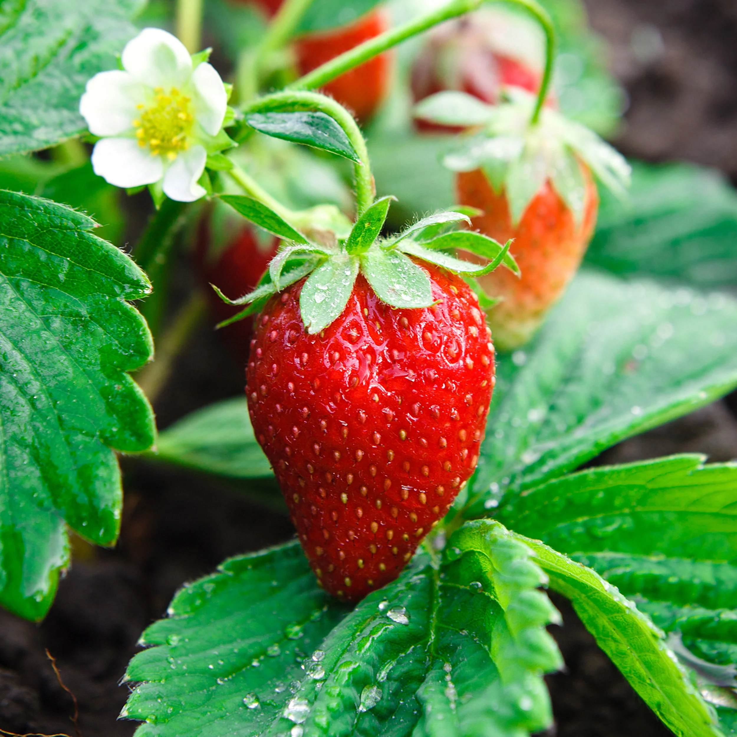 Ozark Beauty Strawberry Seeds for Planting – Everbearing, Sweet & Juicy Berries - Image 3