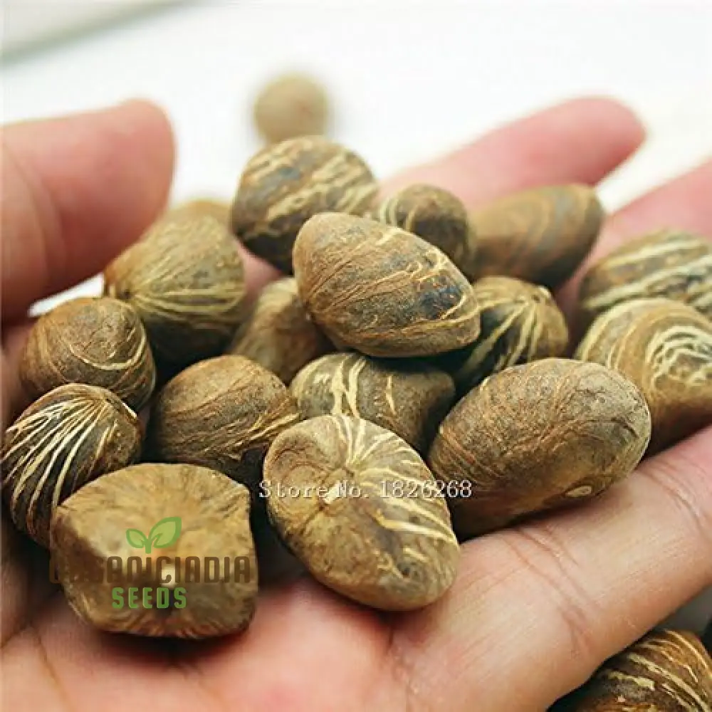 Pachira Plant Seeds For Planting, Indoor Plant Seeds - Image 3