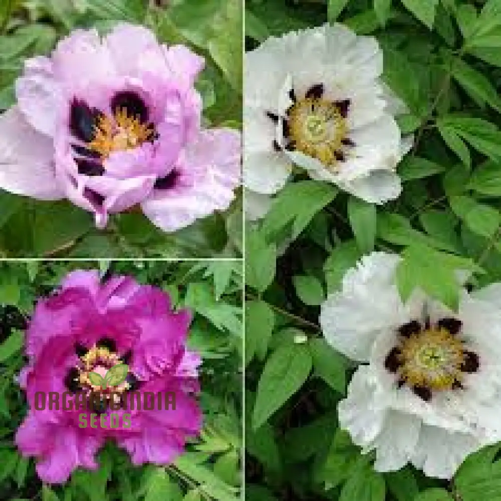 Paeonia Rockii Mixed Colours Seeds for Spectacular Garden Blooms - Gardening Delights - Image 3