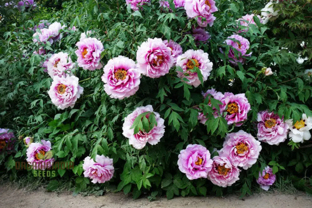 Paeonia Rockii Mixed Colours Seeds for Spectacular Garden Blooms - Gardening Delights - Image 4