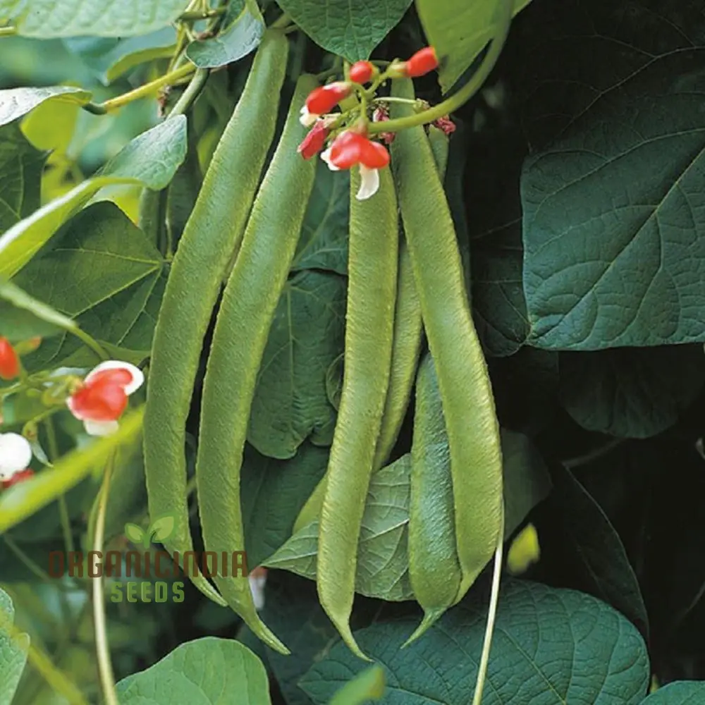 Painted Lady Improved Runner Bean Vegetable Seeds, Premium Quality Seeds for Your Garden