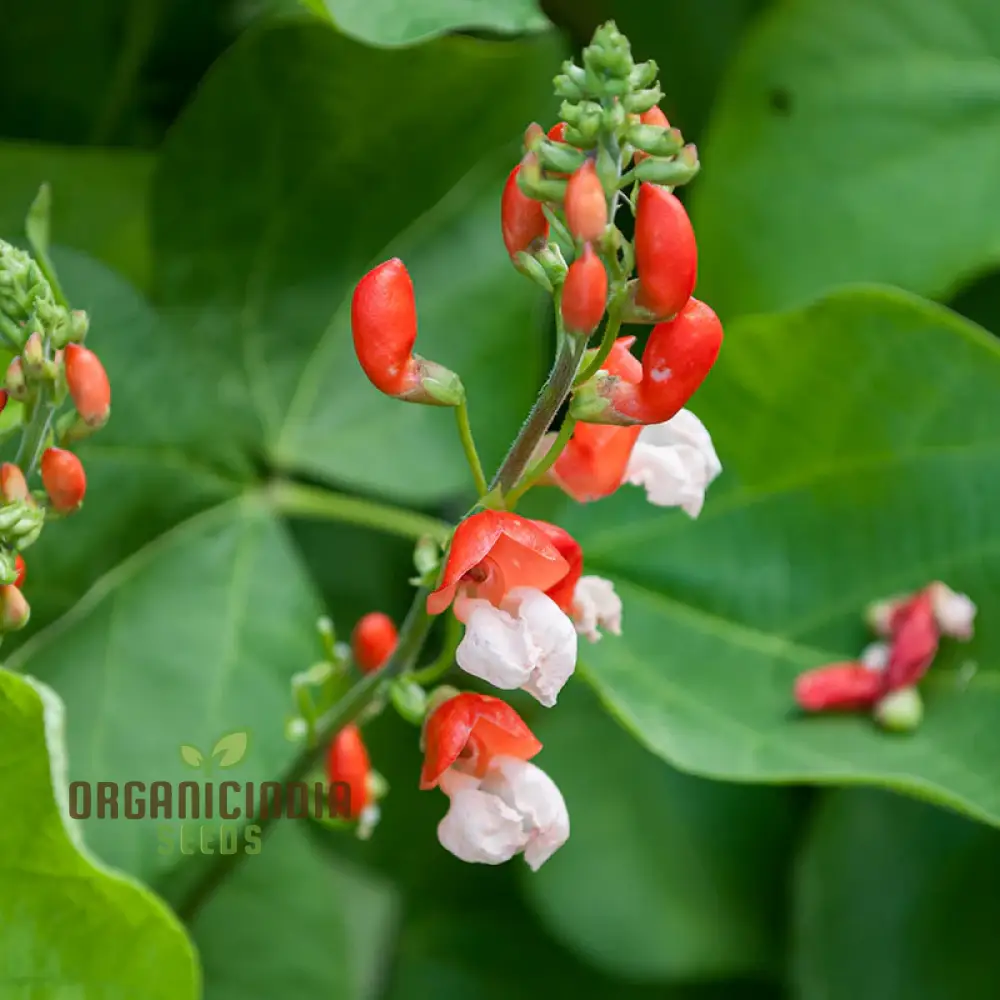 Painted Lady Improved Runner Bean Vegetable Seeds, Premium Quality Seeds for Your Garden - Image 3