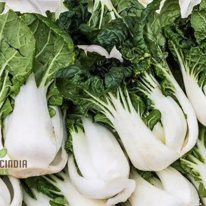 Pak Choi Extra Dwarf Seeds for Planting Your Garden - Organic Gardening Seeds - Image 3