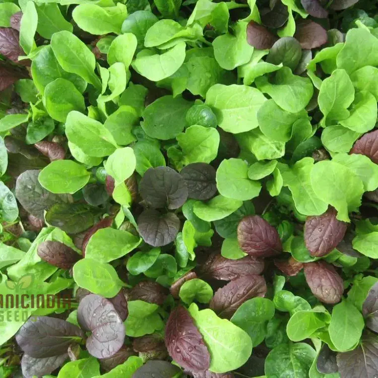 Pak Choi Goku F1 Vegetable Seeds, High-Yielding Hybrid Chinese Cabbage Seeds for Home Gardens