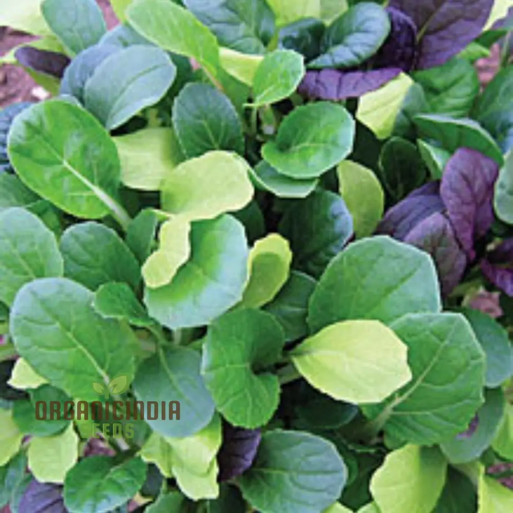 Pak Choi Goku F1 Vegetable Seeds, High-Yielding Hybrid Chinese Cabbage Seeds for Home Gardens - Image 3