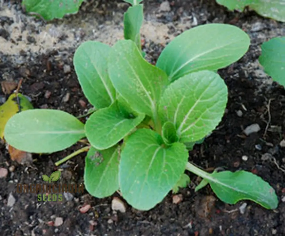 Pak Choi Goku F1 Vegetable Seeds, High-Yielding Hybrid Chinese Cabbage Seeds for Home Gardens - Image 4