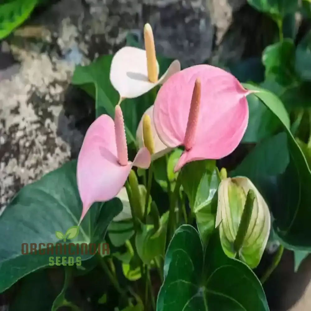 Pale Pink Anthurium Andraeanu Seeds for Planting - Grow Vibrant Blooms for Stunning Garden Displays