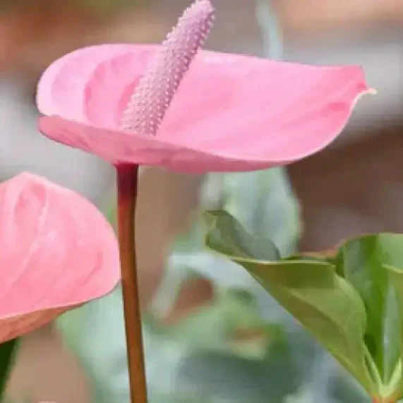 Pale Pink Anthurium Andraeanu Seeds for Planting - Grow Vibrant Blooms for Stunning Garden Displays - Image 3