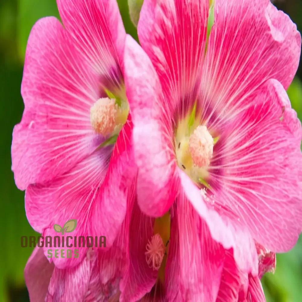 Pale Pink Hollyhock Flower Seeds, Elegant and Towering Blooms, Easy-to-Growing Graceful and Charming Garden - Image 3