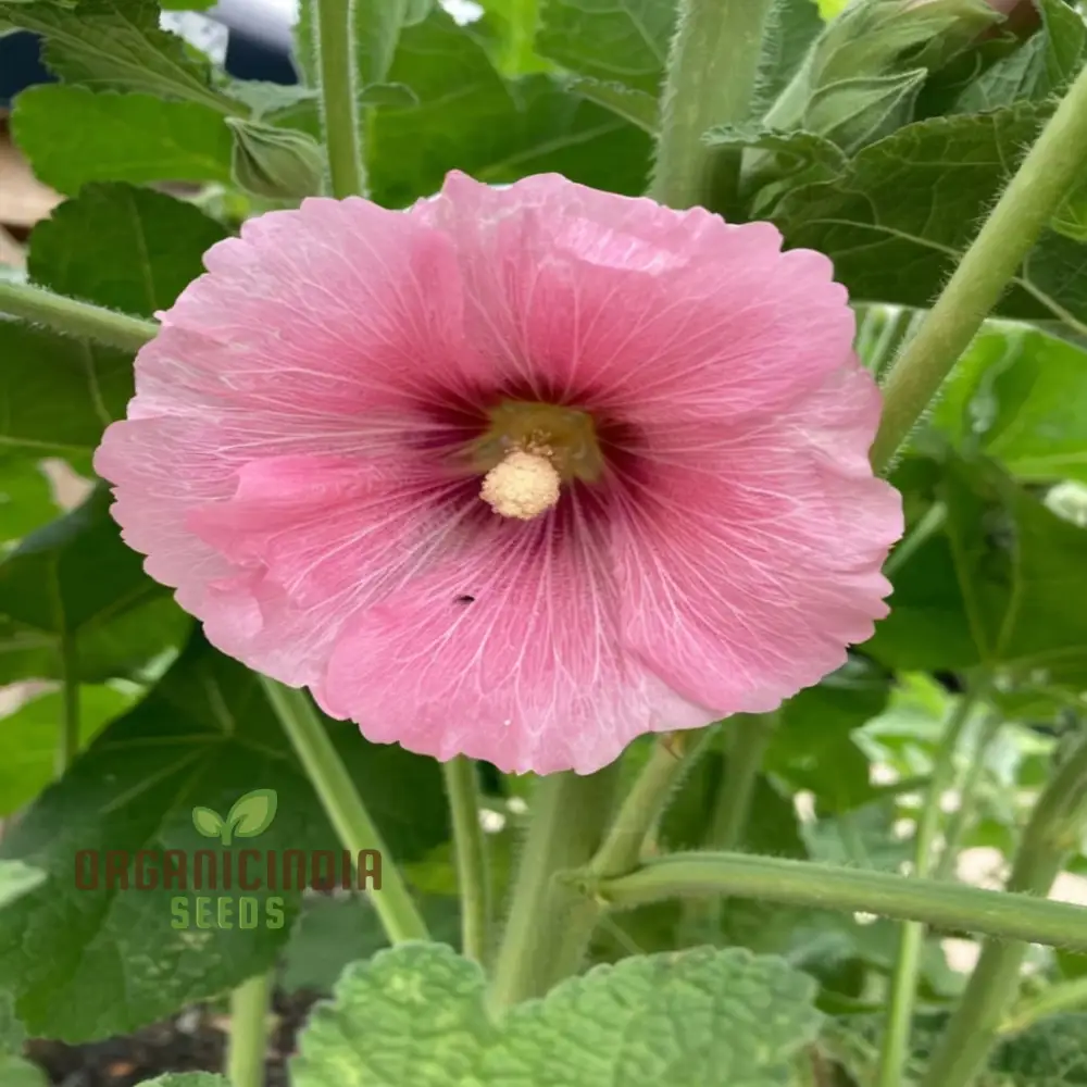 Pale Pink Hollyhock Flower Seeds, Elegant and Towering Blooms, Easy-to-Growing Graceful and Charming Garden - Image 4