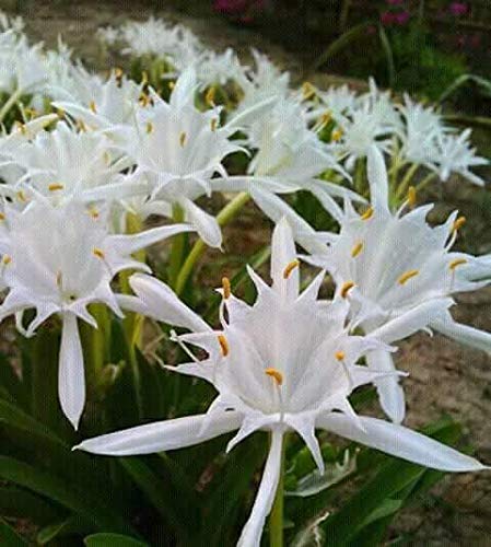 Pancratium Maritimum Seeds (Sea Daffodil Seeds) - Rare Mediterranean Blooms for Gardens