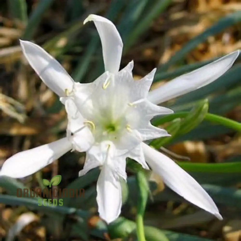 Pancratium Maritimum Seeds (Sea Daffodil Seeds) - Rare Mediterranean Blooms for Gardens - Image 2