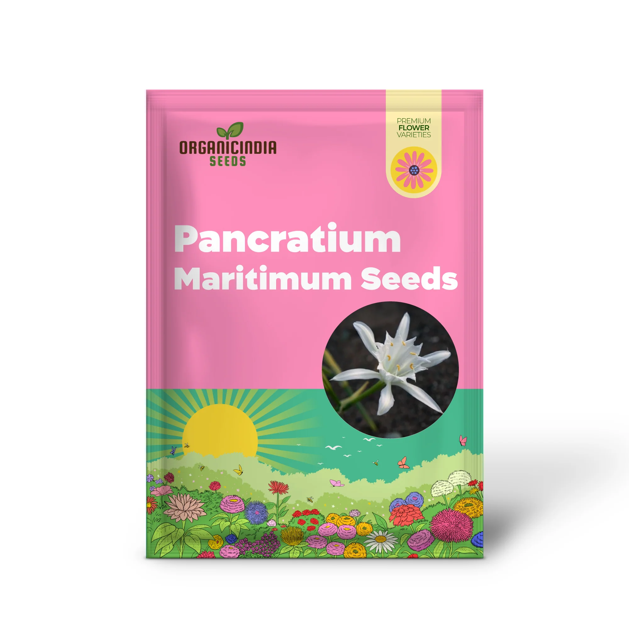Pancratium Maritimum Seeds (Sea Daffodil Seeds) - Rare Mediterranean Blooms for Gardens - Image 3