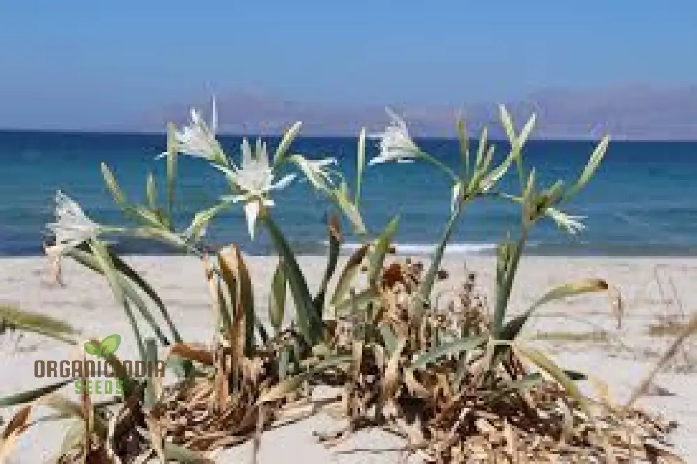 Pancratium Maritimum Seeds (Sea Daffodil Seeds) - Rare Mediterranean Blooms for Gardens - Image 4