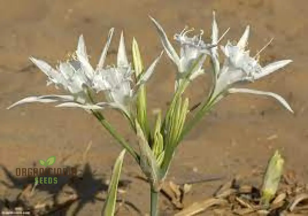 Pancratium Maritimum Seeds (Sea Daffodil Seeds) - Rare Mediterranean Blooms for Gardens - Image 5