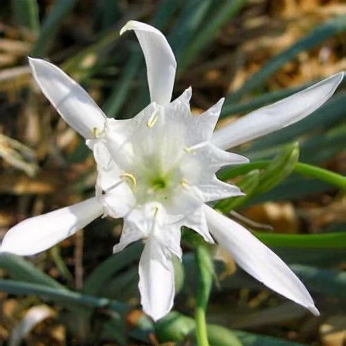 Pancratium Maritimum Seeds (Sea Daffodil Seeds) - Rare Mediterranean Blooms for Gardens - Image 6