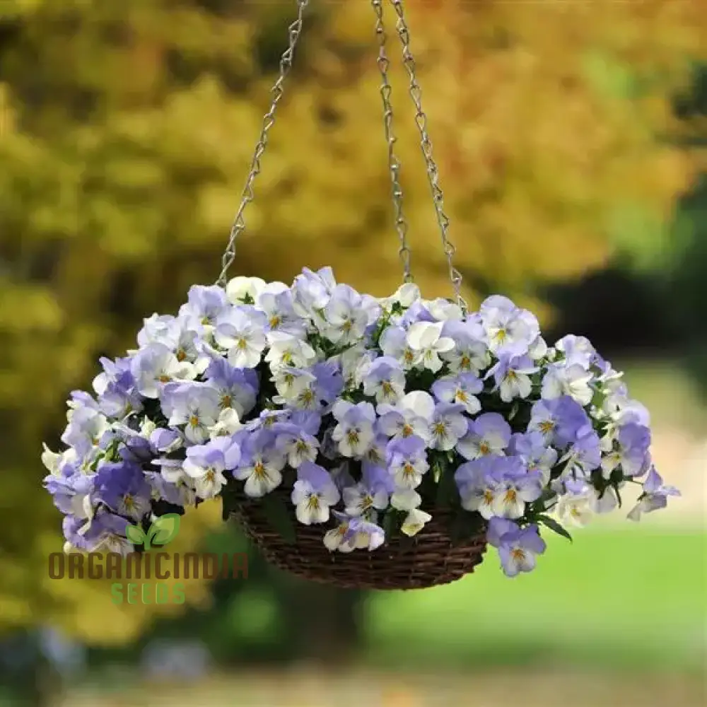 Pansy Cooling Greeting Frost Seeds, Planting, 100 pcs