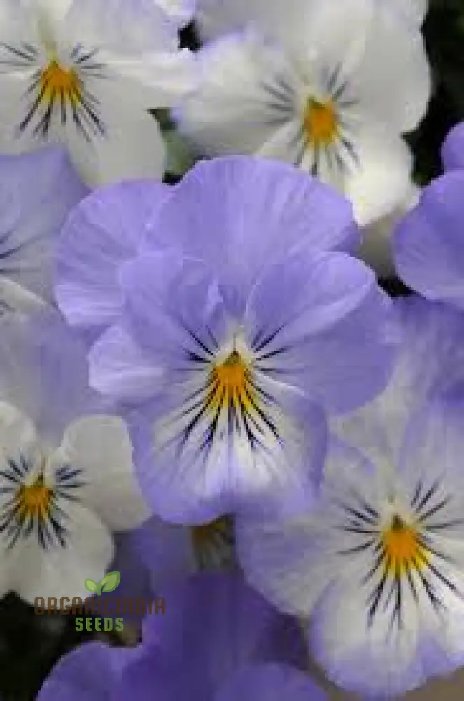 Pansy Cooling Greeting Frost Seeds, Planting, 100 pcs - Image 3