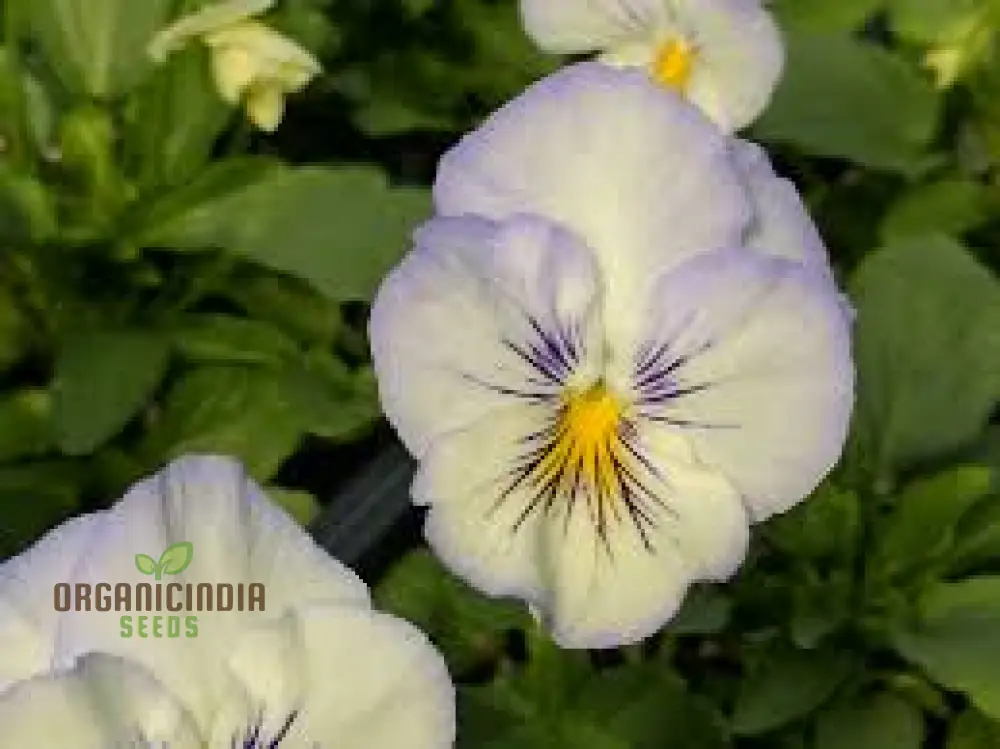 Pansy Cooling Greeting Frost Seeds, Planting, 100 pcs - Image 4